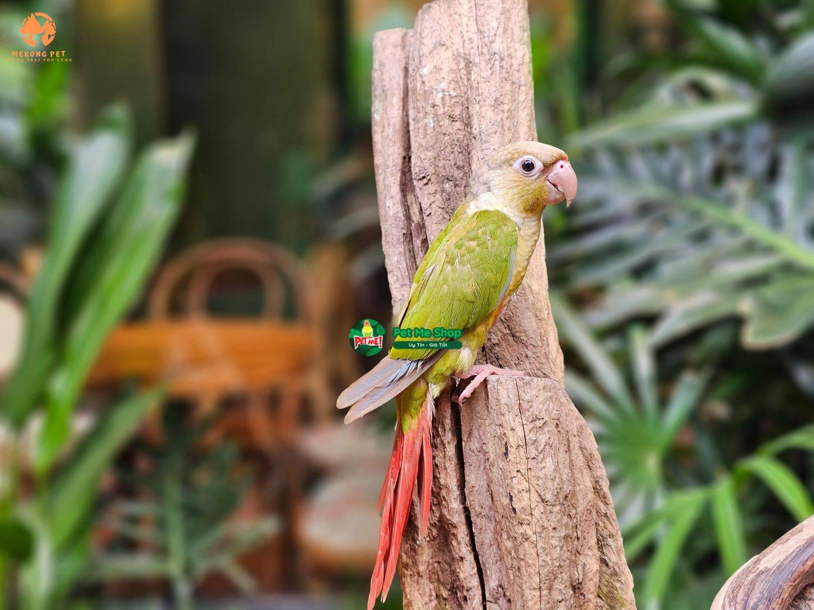 Mua Bán Vẹt Green Check Conure (vẹt má xanh) Tại TP.HCM